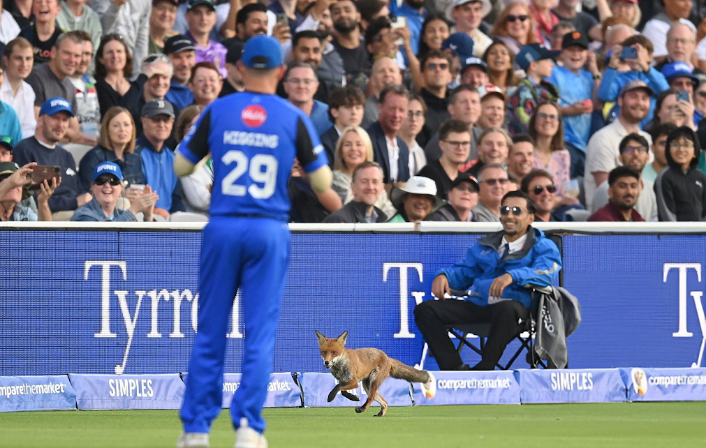 Watch, The Hundred | Fox’s day out at Lord’s as it completes lap of honour during London derby